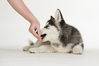 Siberian Husky puppy