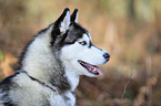 Siberian Husky Portrait