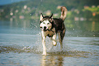 playing Siberian Husky
