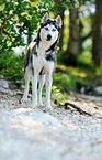 Siberian Husky