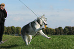 playing Siberian Husky
