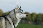 Siberian Husky Portrait