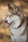 Siberian Husky Portrait