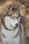 Siberian Husky Portrait