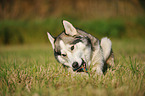 lying Siberian Husky