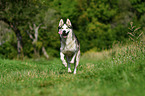 running Siberian Husky