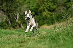 running Siberian Husky