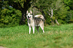 Siberian Husky