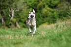 running Siberian Husky