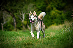 running Siberian Husky