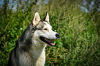 Siberian Husky Portrait