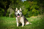 sitting Siberian Husky