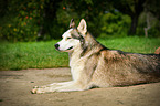 lying Siberian Husky