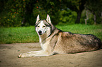 lying Siberian Husky