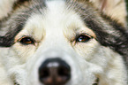 Siberian Husky eyes