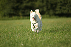 running Siberian Husky