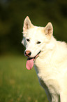 Siberian Husky Portrait