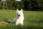 lying Siberian Husky