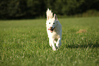 running Siberian Husky