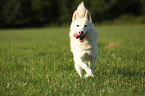 running Siberian Husky
