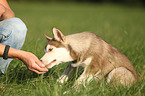 Siberian Husky Puppy