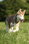 Siberian Husky Puppy