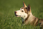 Siberian Husky Puppy