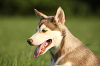 Siberian Husky Puppy