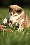 Siberian Husky Puppy