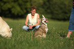 Siberian Husky Puppy