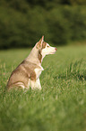Siberian Husky Puppy