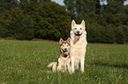 2 Siberian Husky
