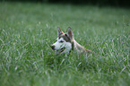 Siberian Husky Puppy
