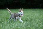 Siberian Husky Puppy