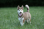 Siberian Husky Puppy