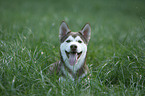 Siberian Husky Puppy