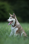 Siberian Husky Puppy