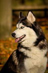 Siberian Husky Portrait