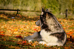 lying Siberian Husky