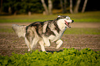 running Siberian Husky