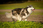 running Siberian Husky