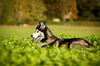 lying Siberian Husky