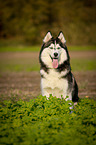 sitting Siberian Husky