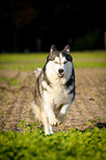 running Siberian Husky