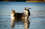 standing Siberian Husky