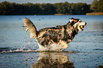 running Siberian Husky