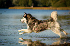 running Siberian Husky