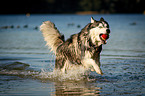 running Siberian Husky