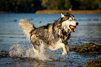 running Siberian Husky