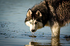 Siberian Husky